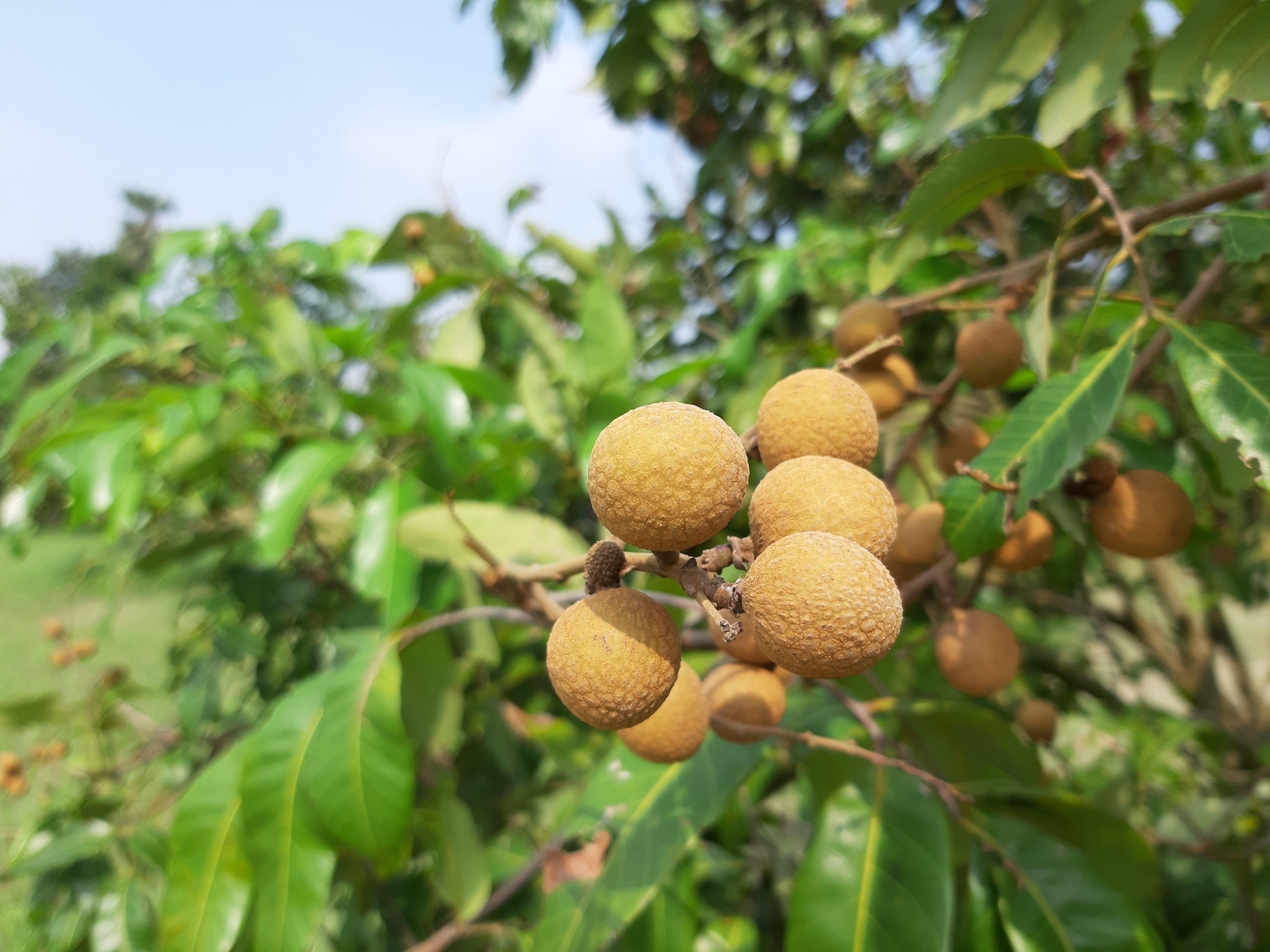 cultivation of longan