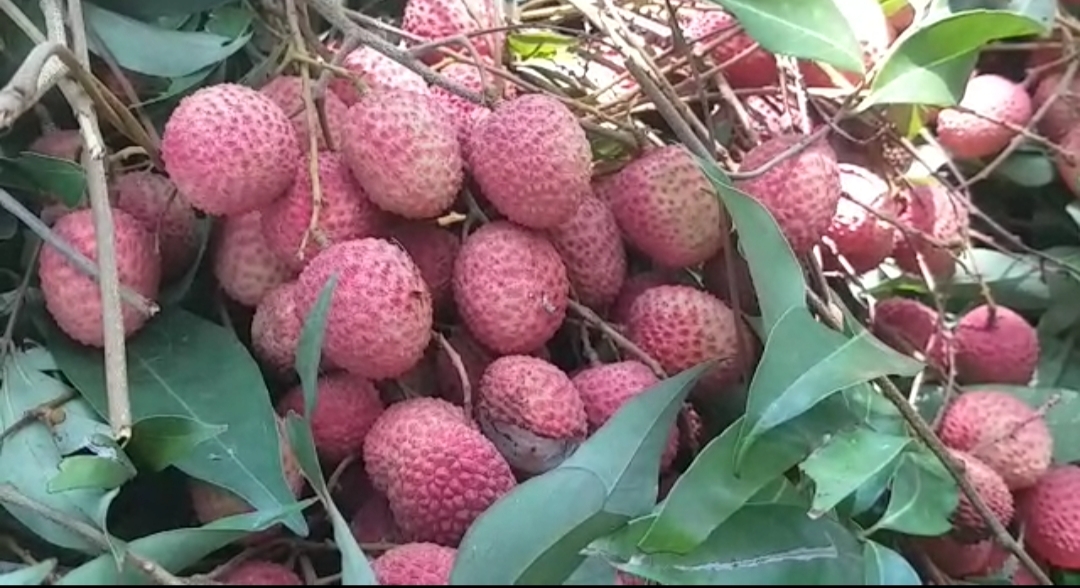 shahi litchi