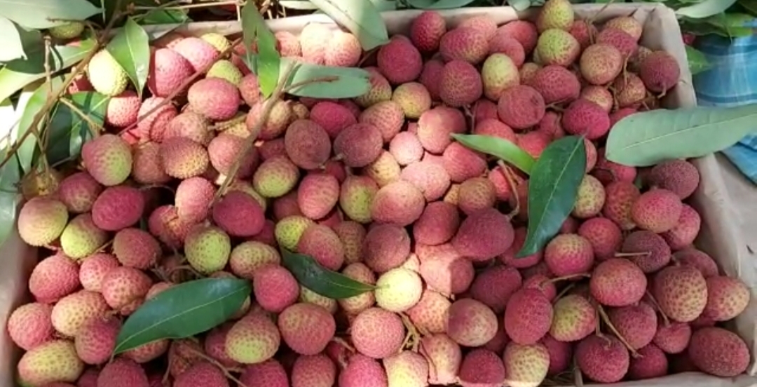 shahi litchi