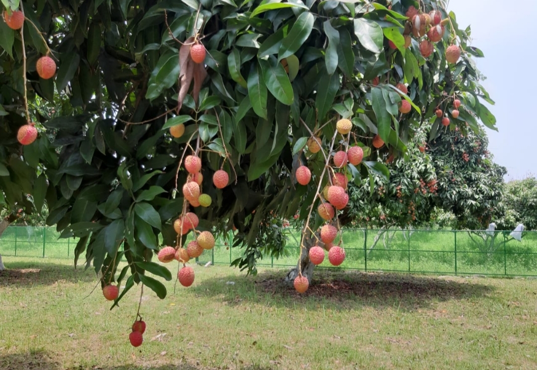 muzaffarpur shahi litchi