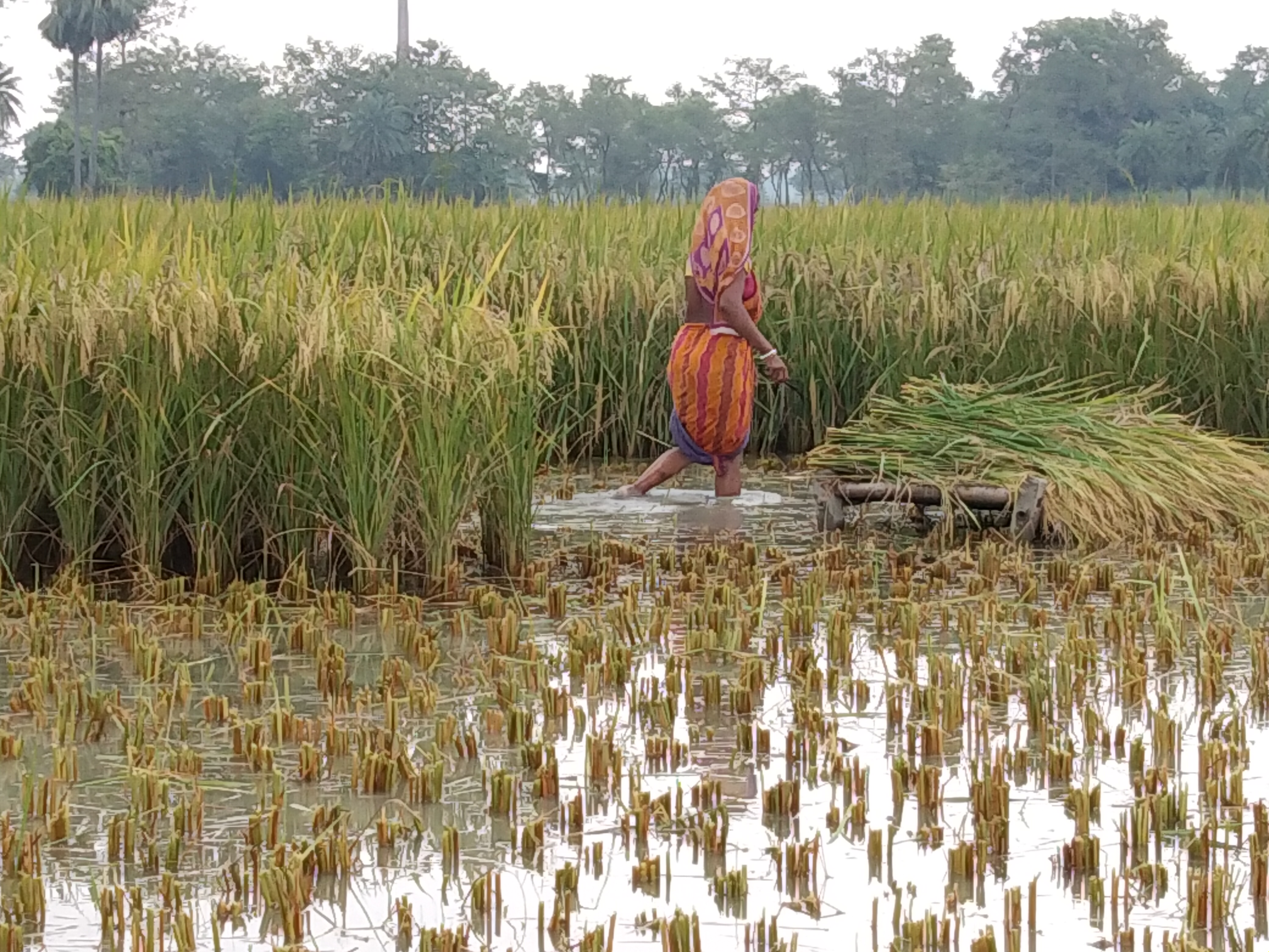 bihar