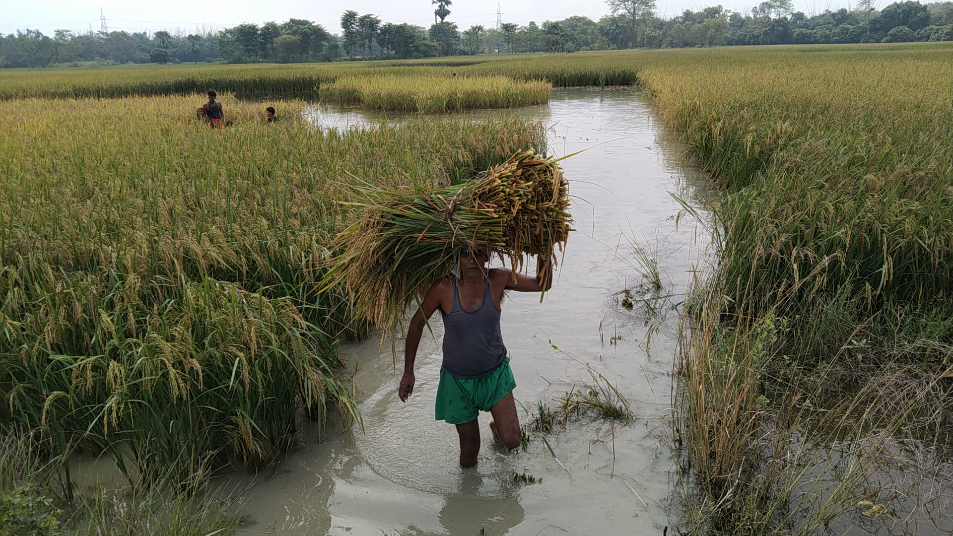 पानी भरने से किसान परेशान