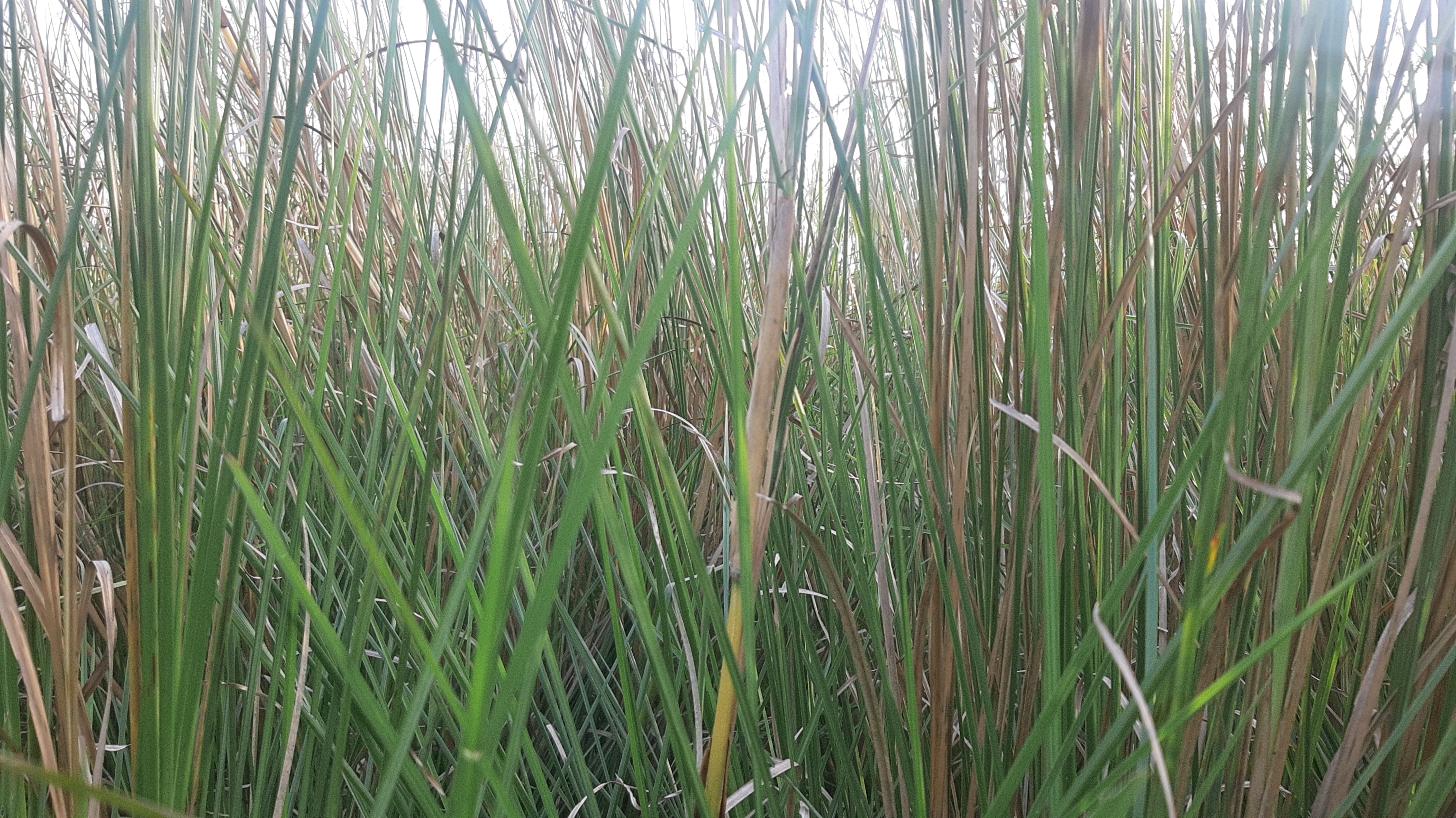 khas farming in muzaffarpur