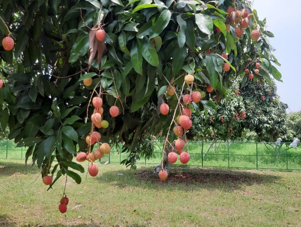 muzaffarpur