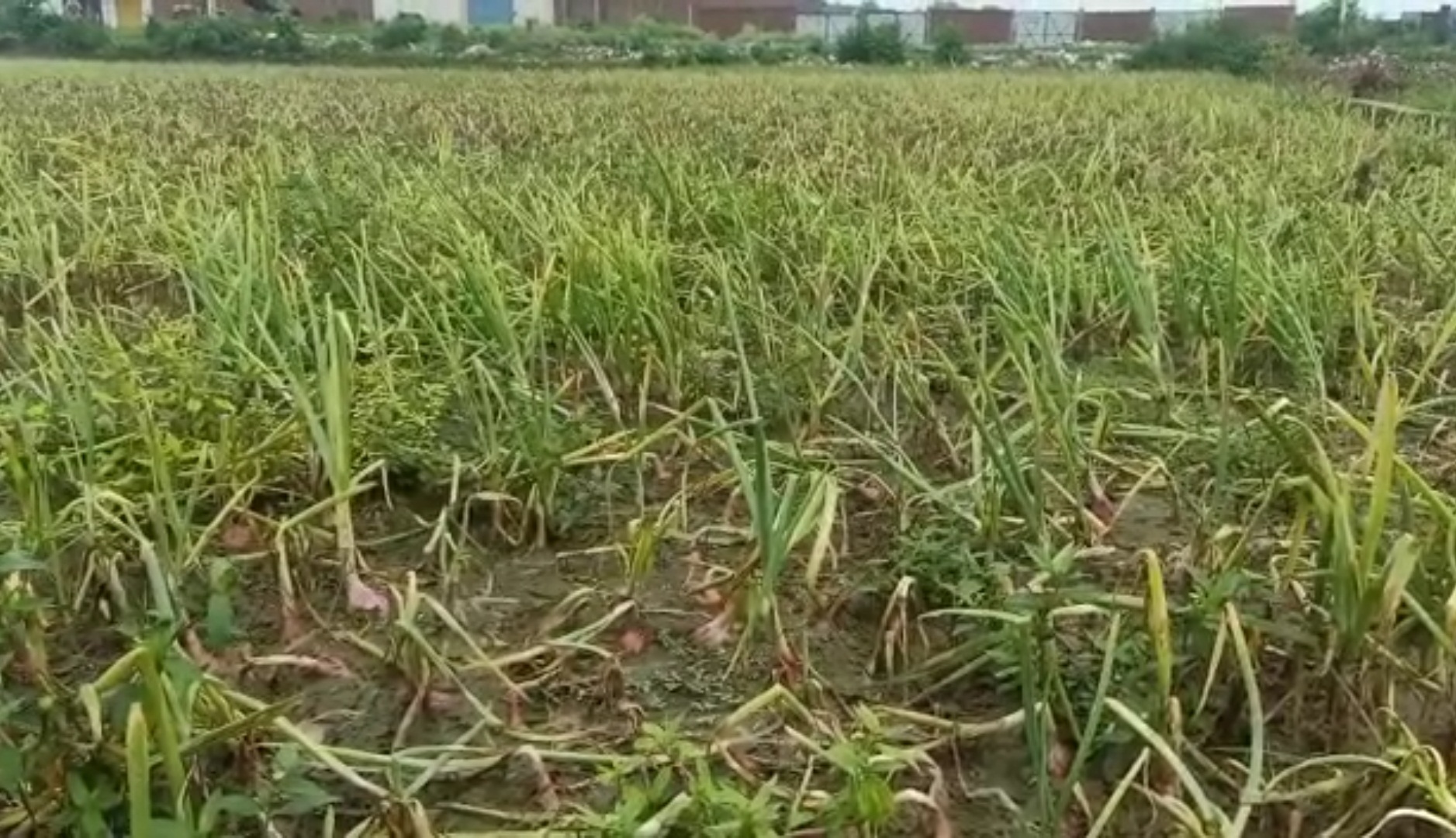 Onion crop damaged