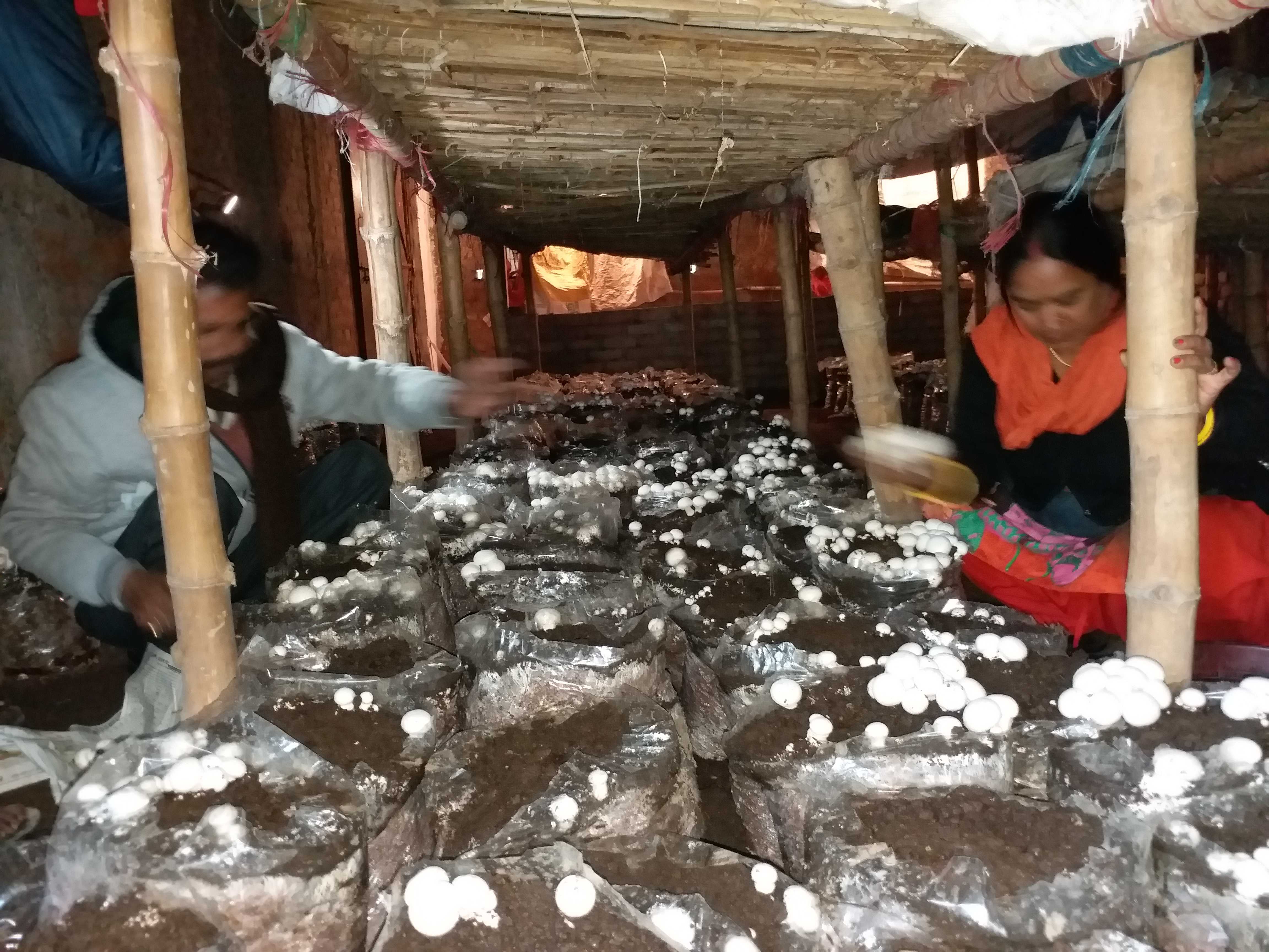 mushroom cultivation