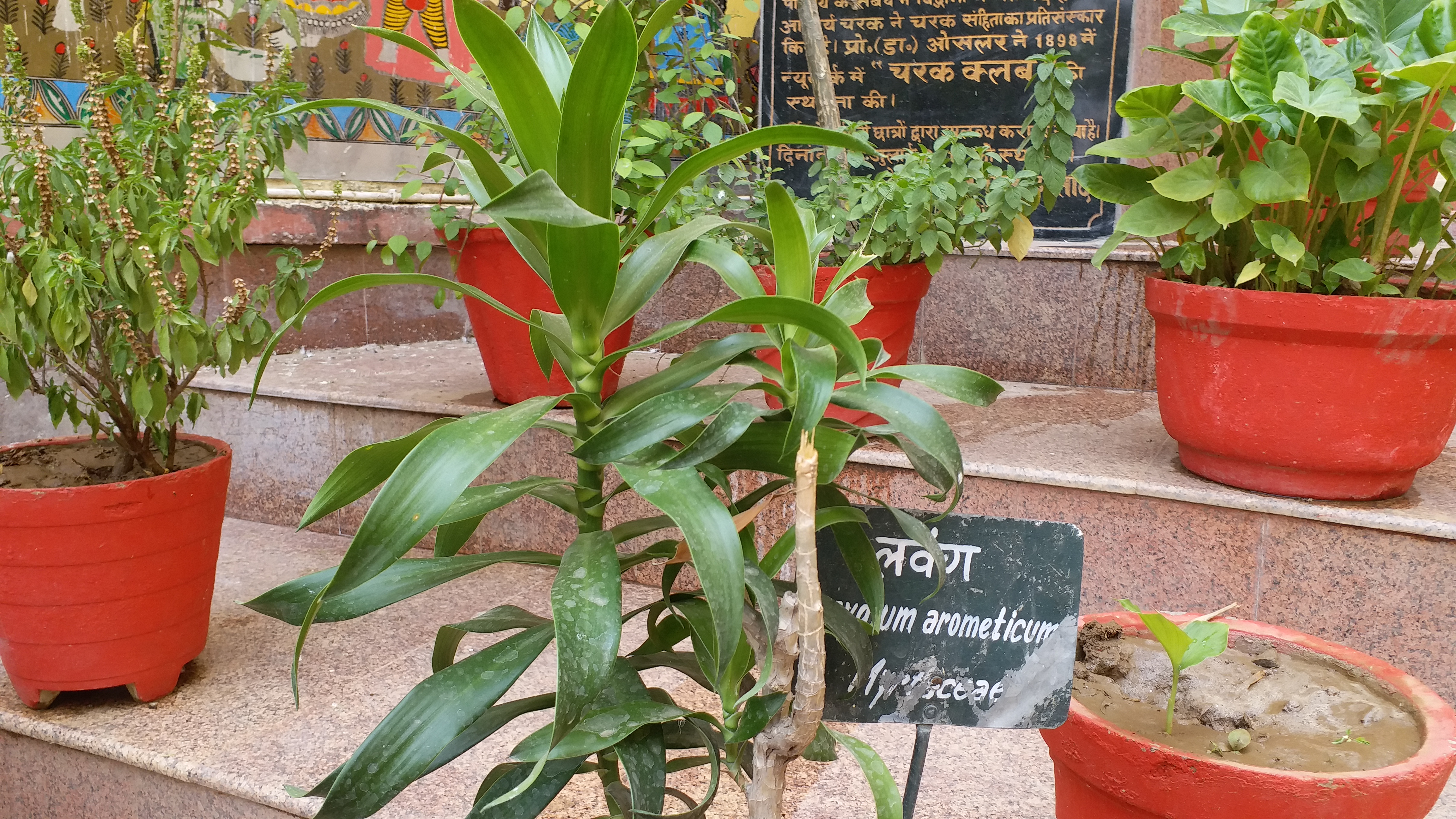 लौंग का पौधा