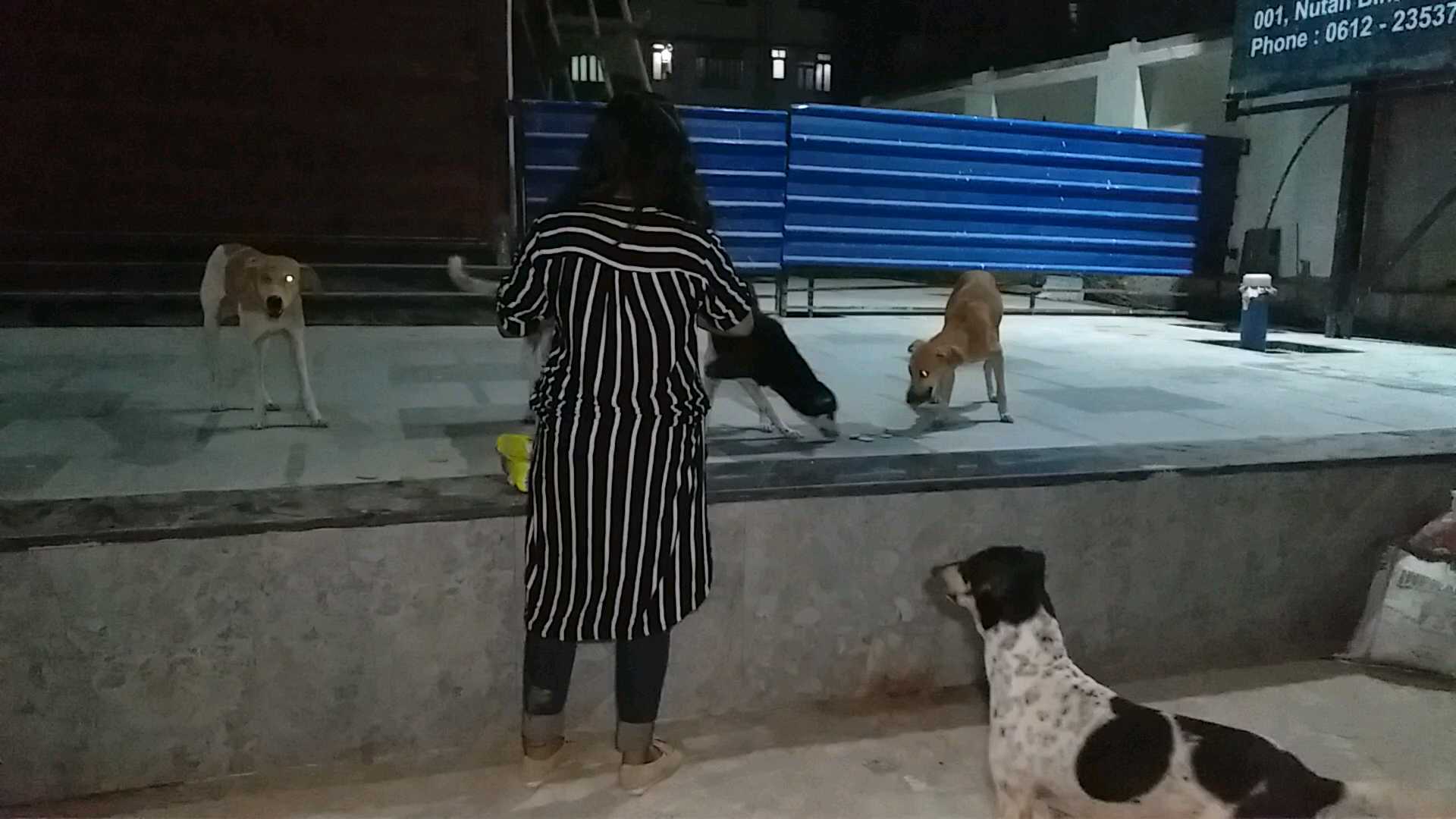 dr pragya feed food to street dogs of patna