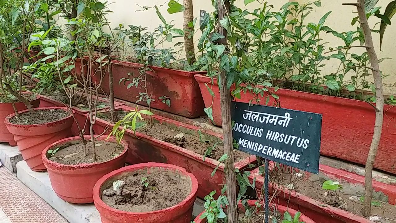 आयुष चिकित्सा की पढ़ाई