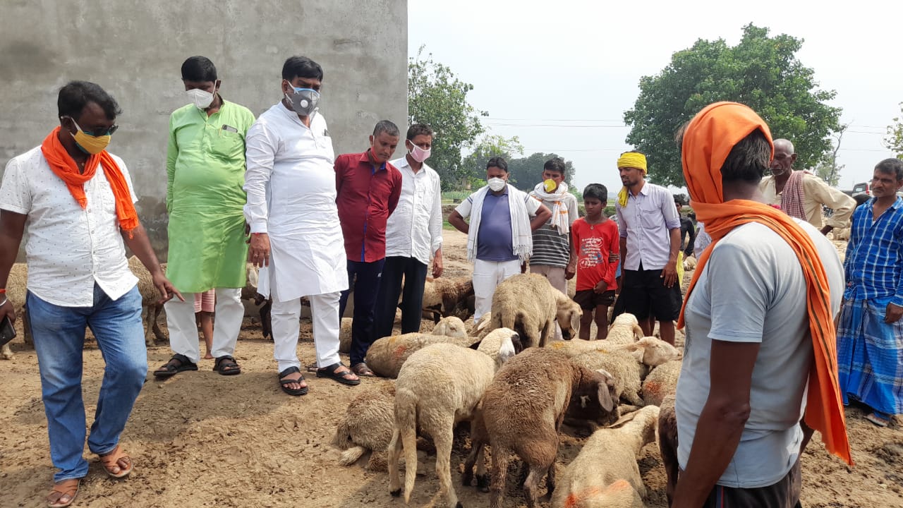 कुत्तों ने भेड़ों को मार डाला