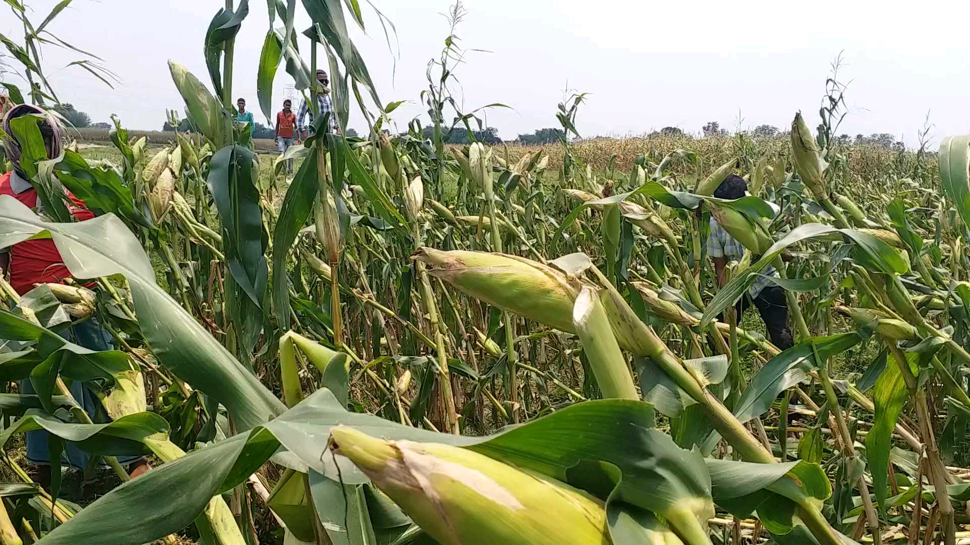 Maize farming