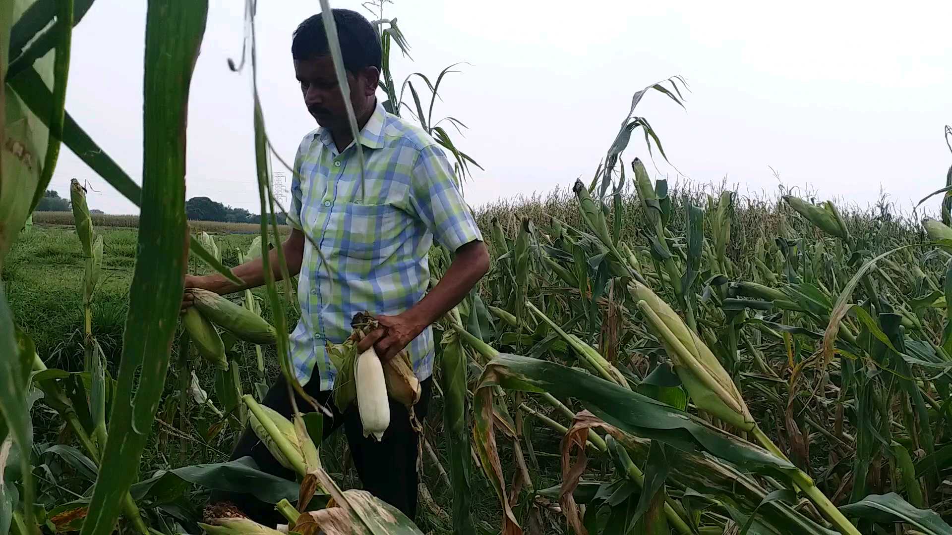 Maize farming