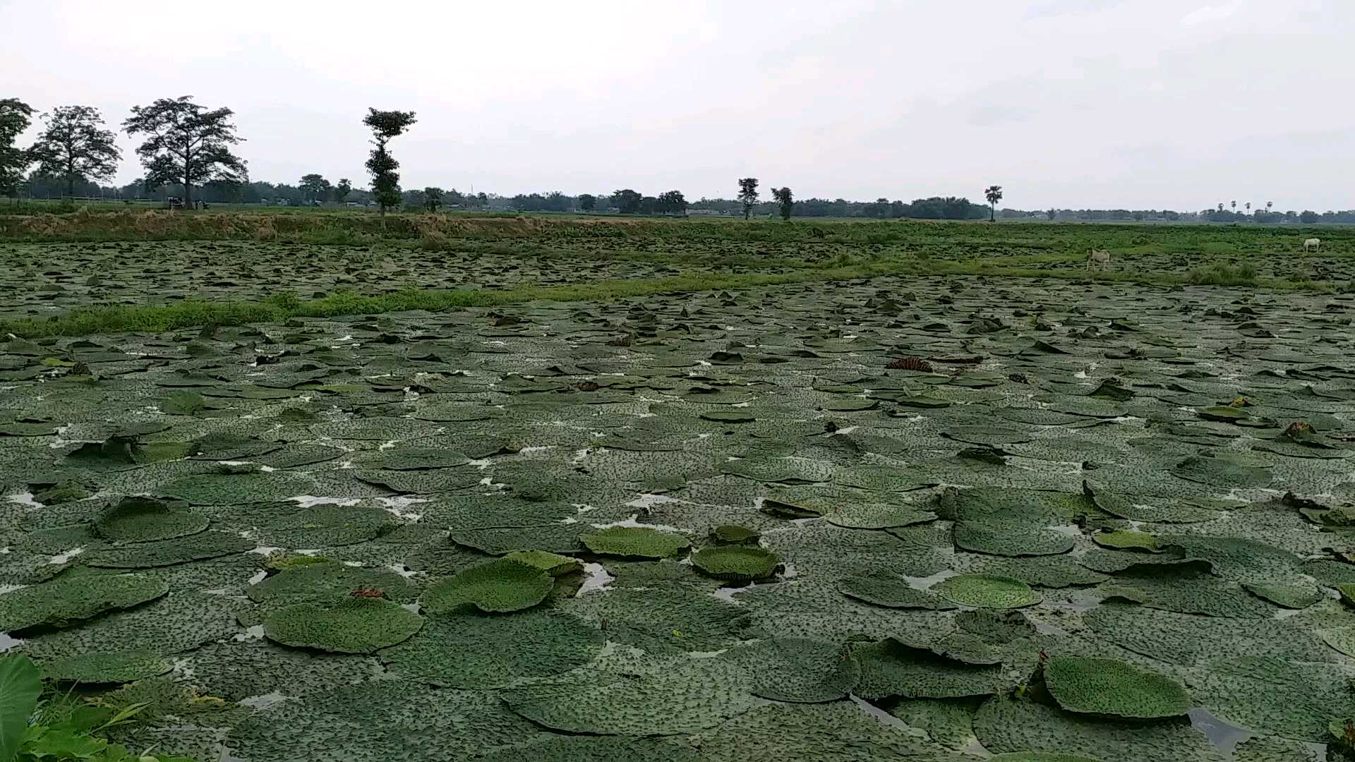 मखाना संग मछली पालन बन रहा किसानों के लिए वरदान