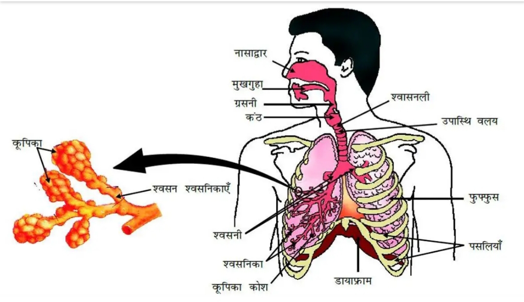 purnea