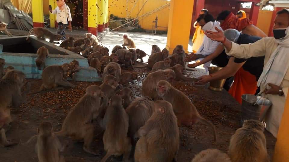 SDM feed monkey during lockdown in rohtas