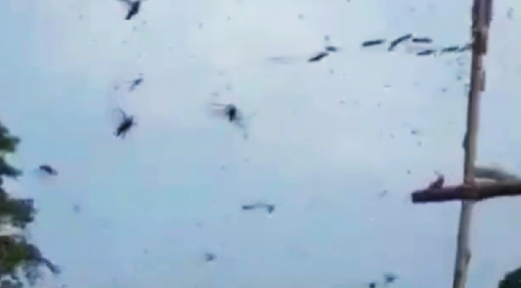 locust attack in bihar