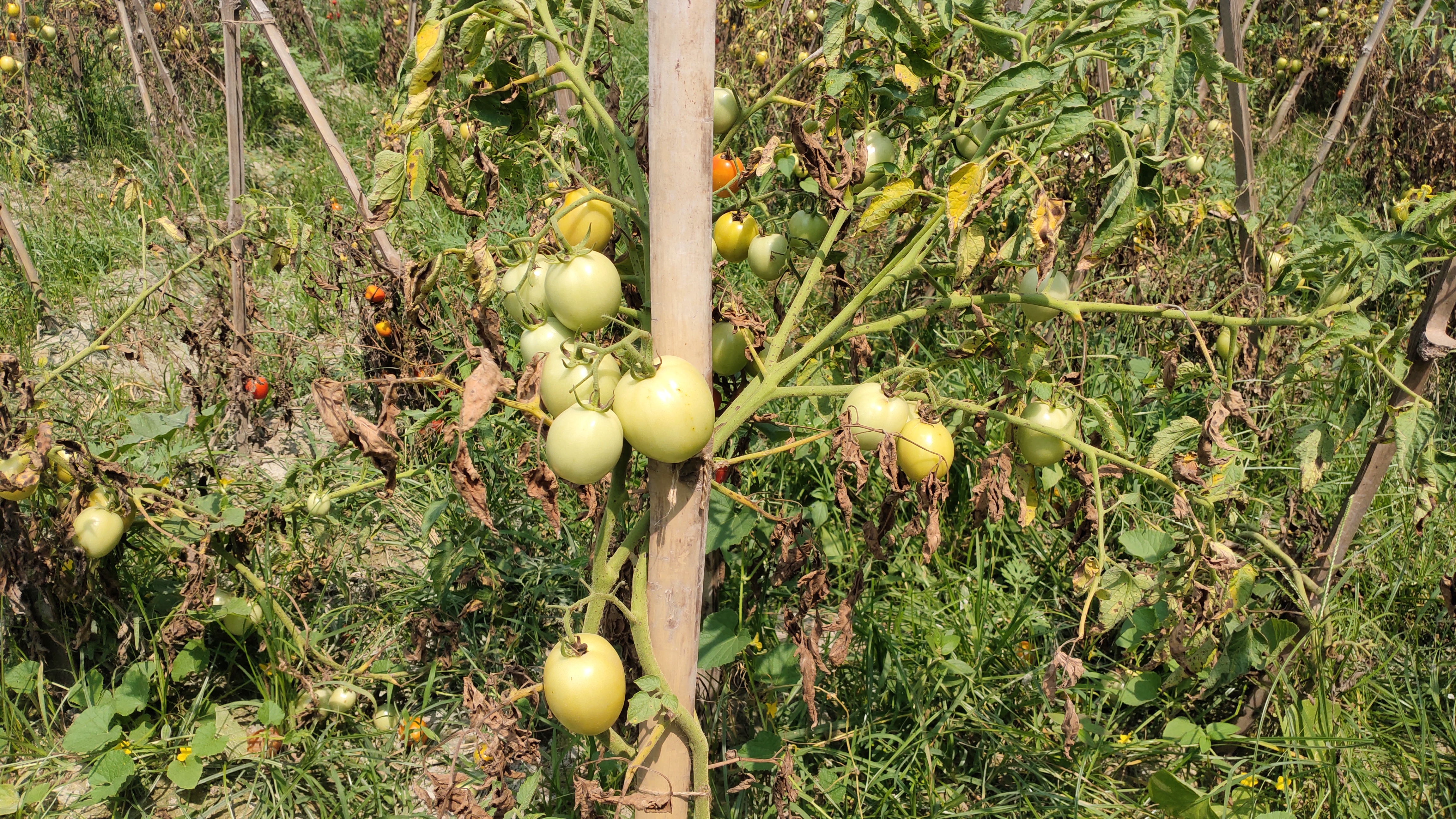 tomato farmers in loss due to lockdown