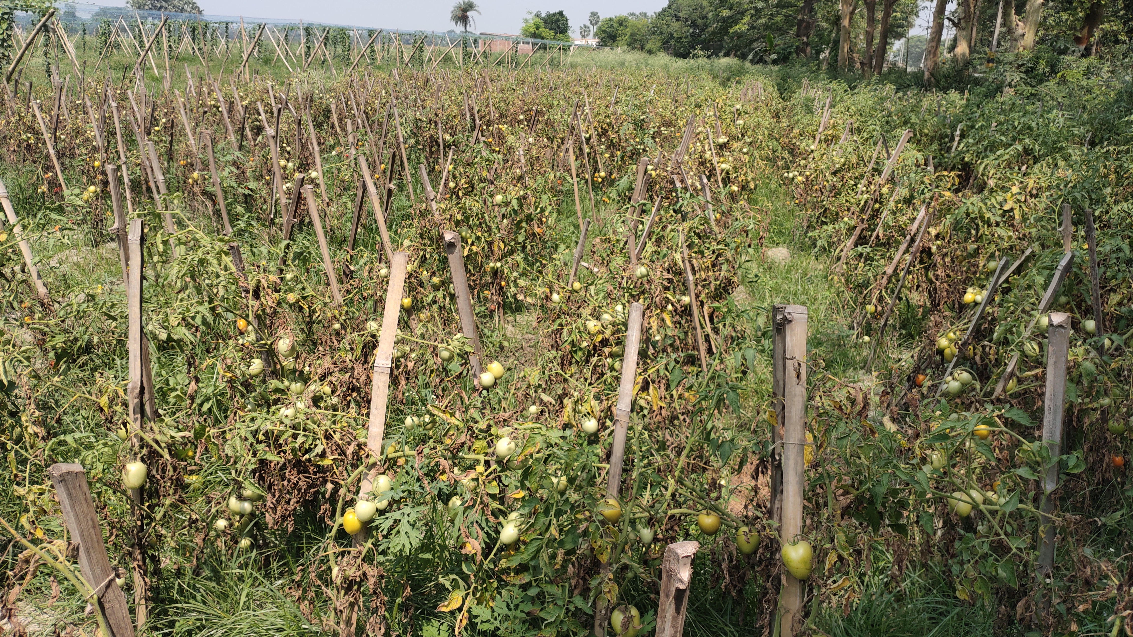 tomato farmers in loss due to lockdown