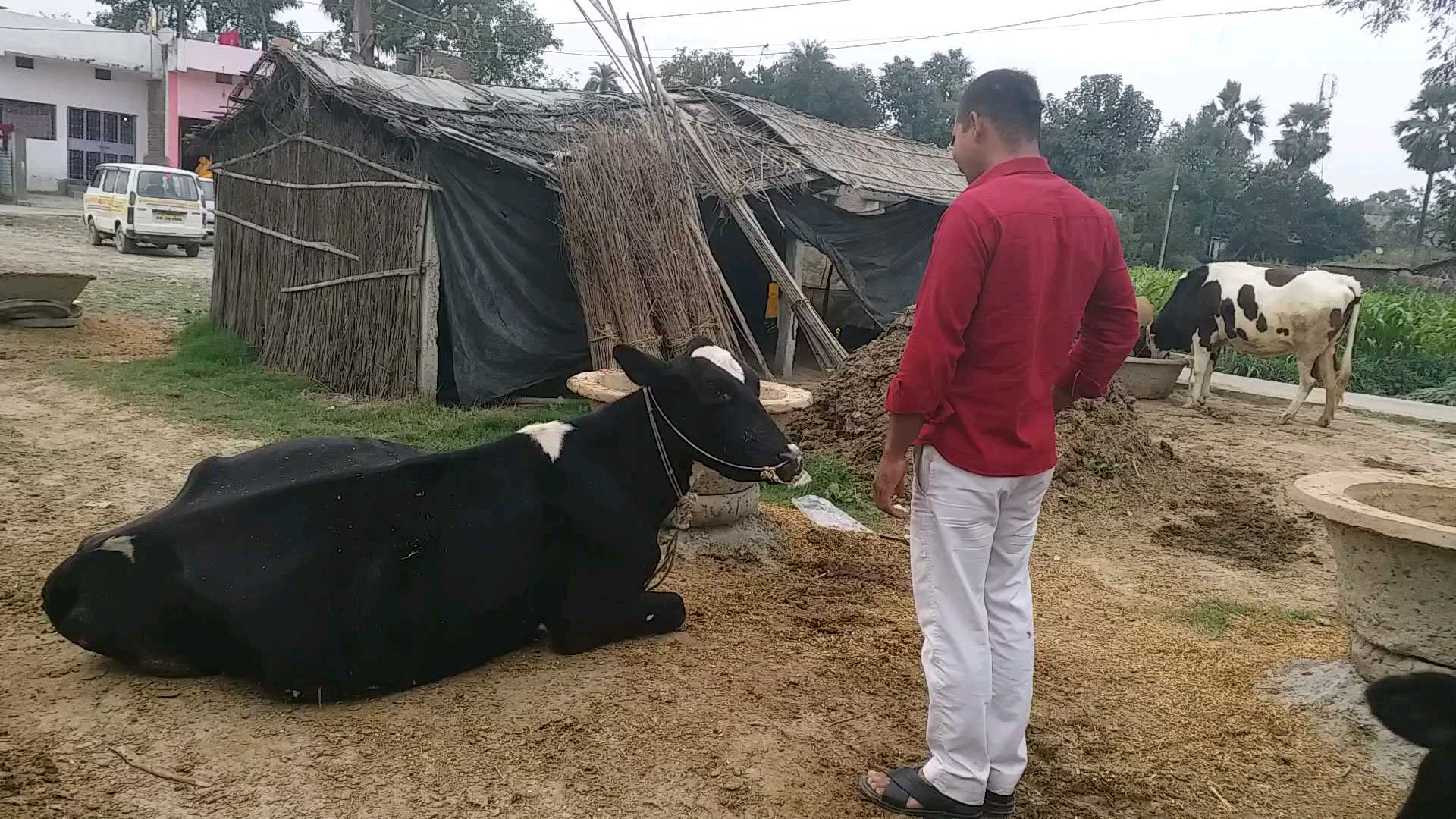 अपनी गाय उज्जवला के साथ अजीत