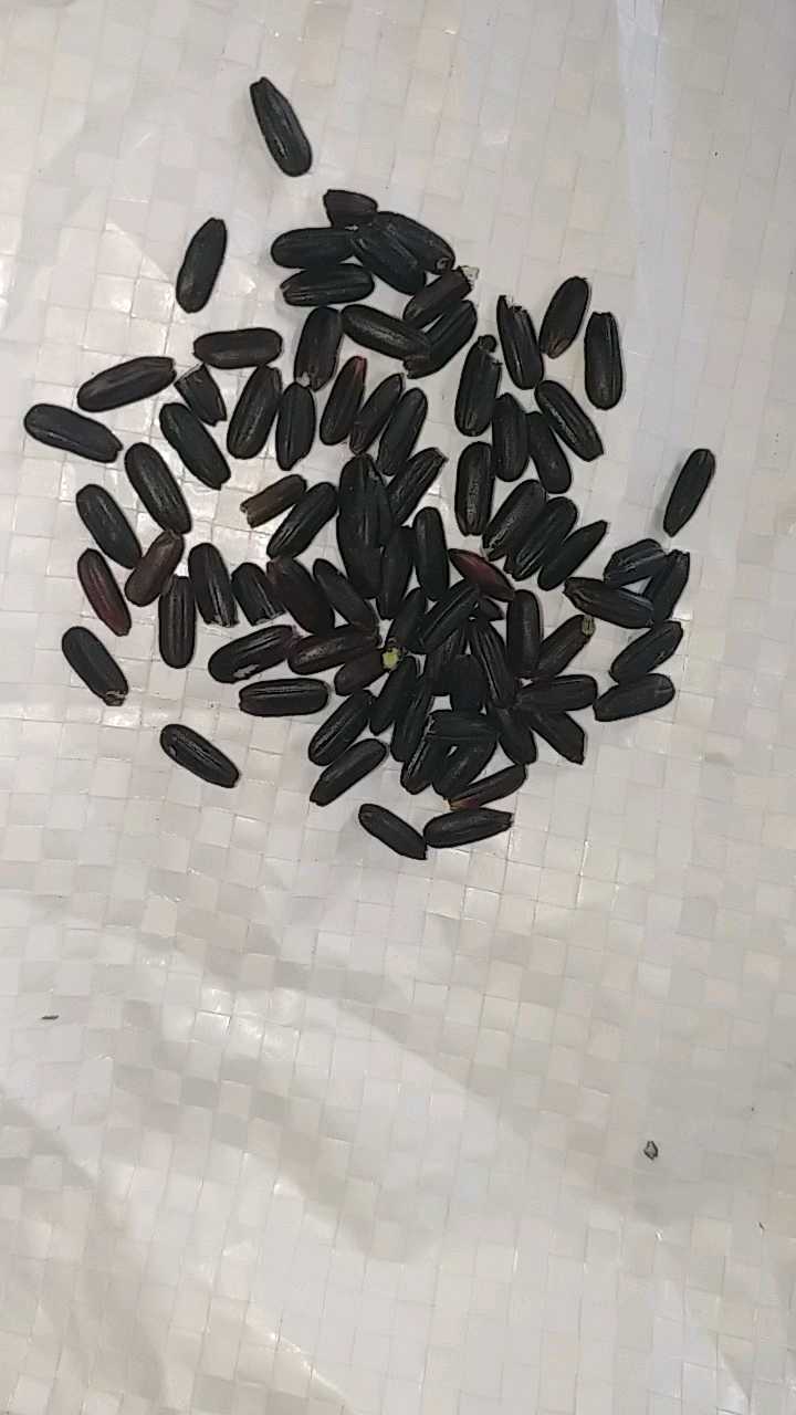 black rice