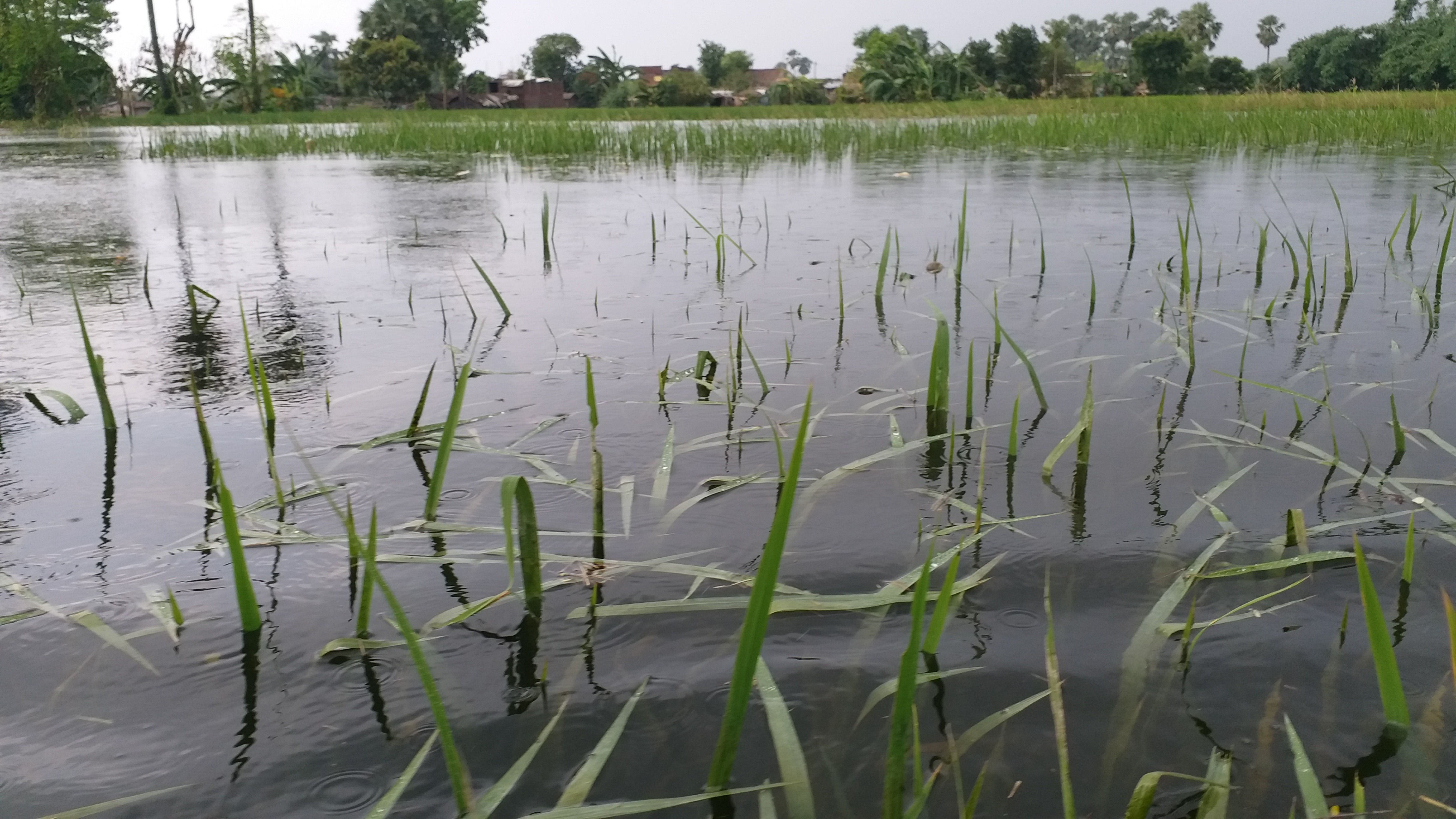 बाढ़ से फसल बर्बाद