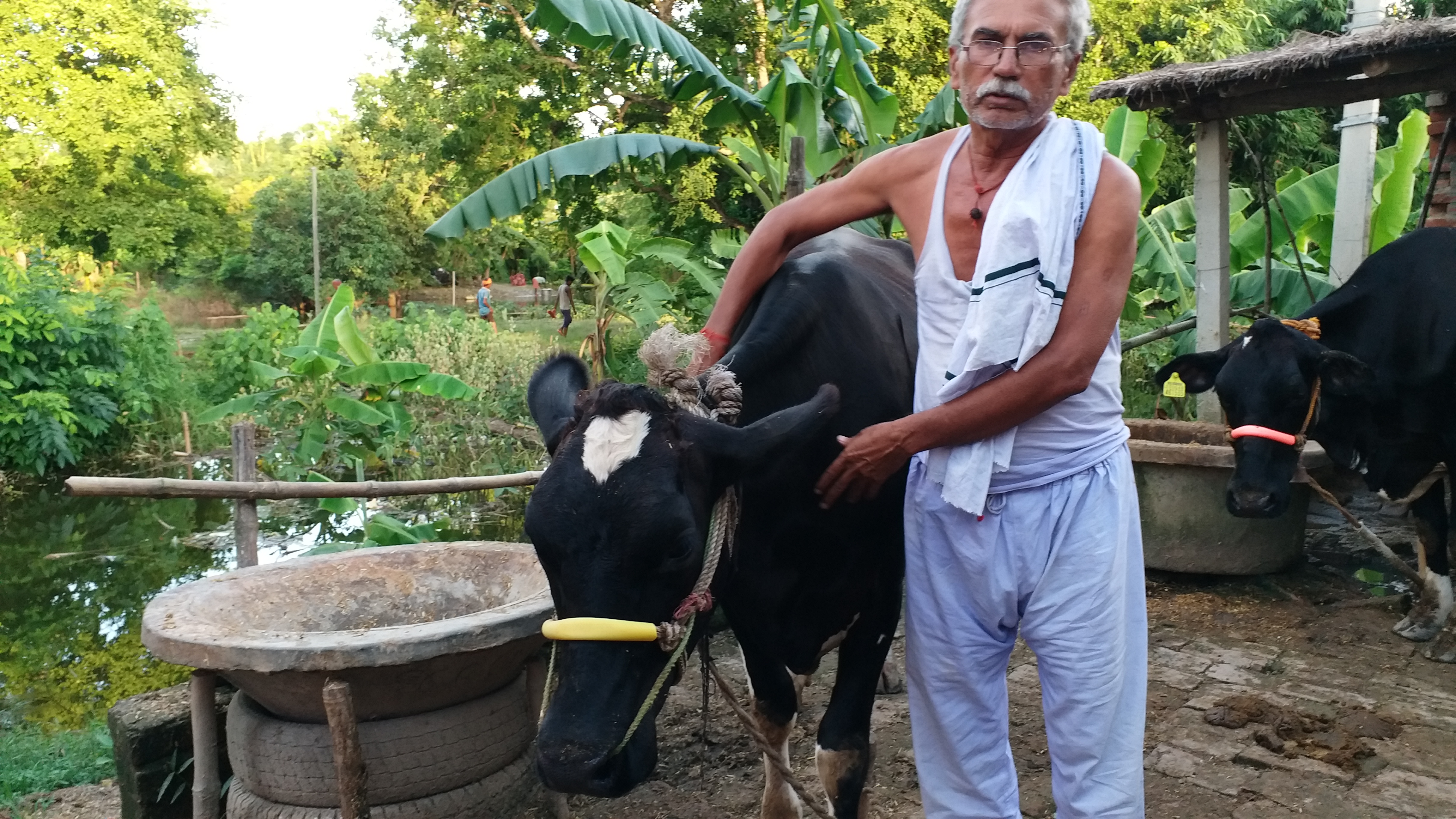 पशु के लिए चारे को परेशान बाढ़  पीड़ित