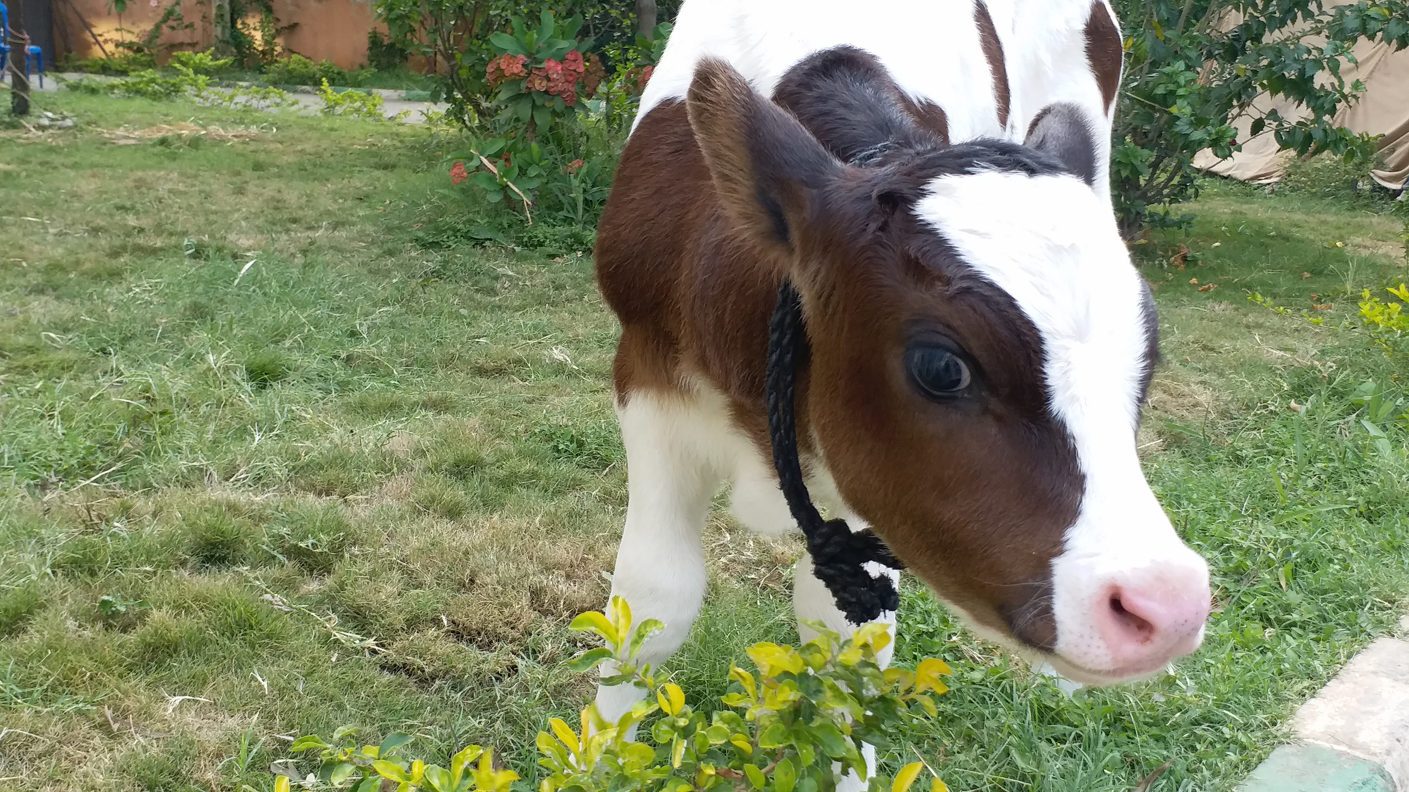 One Calf saved while transporting in lockdown is now  taken care by Bangalore police.