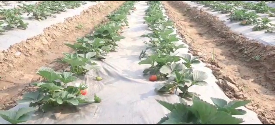 organic farming in bhojpu