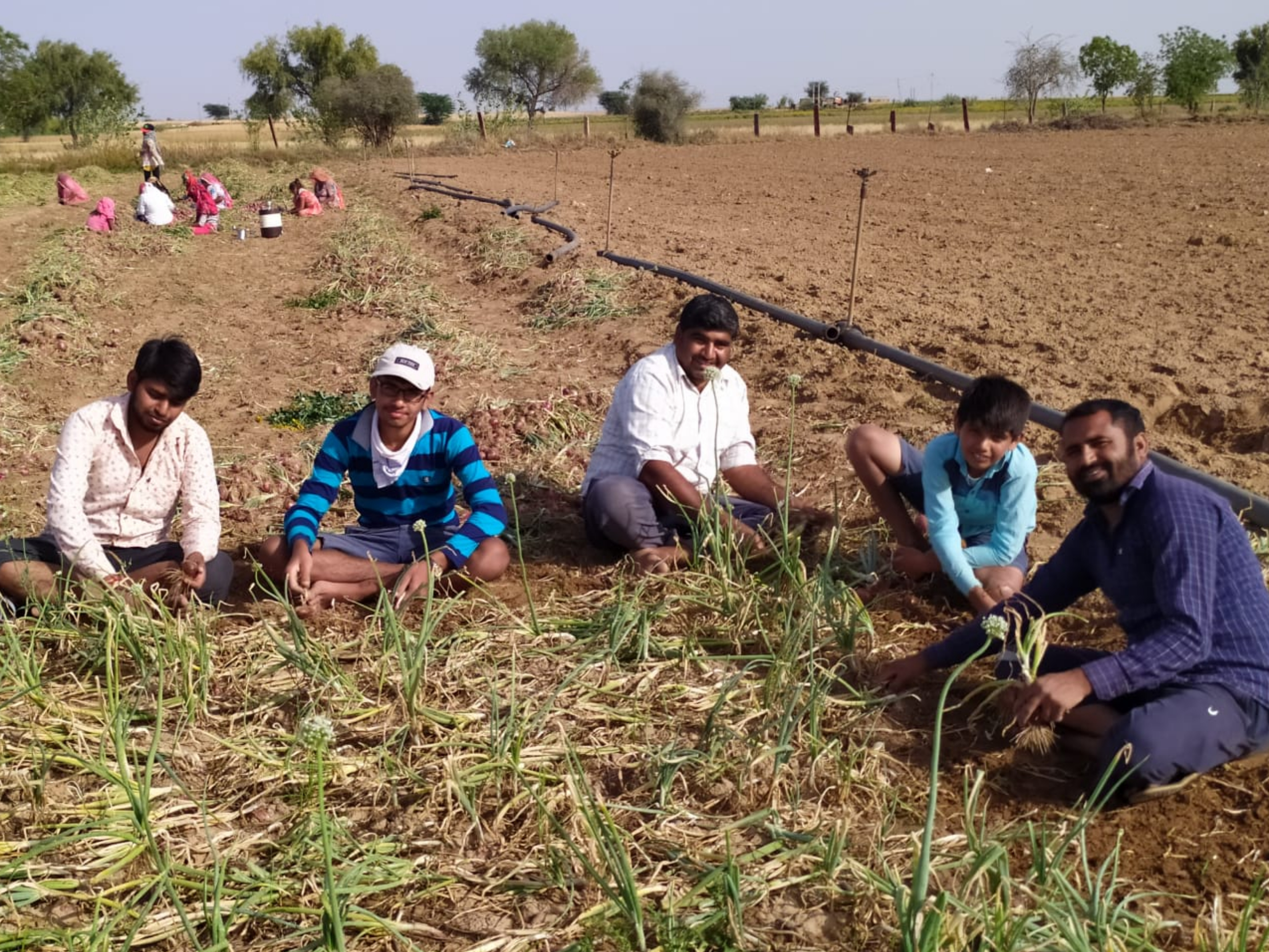 भोपालगढ़ न्यूज, भोपालगढ़ में कोरोना का असर, भोपालगढ़ में गिरी प्याज की कीमत, bhopalgarh news, effect of corona in bhopalgarh, demand of onion down in bhopalgarh