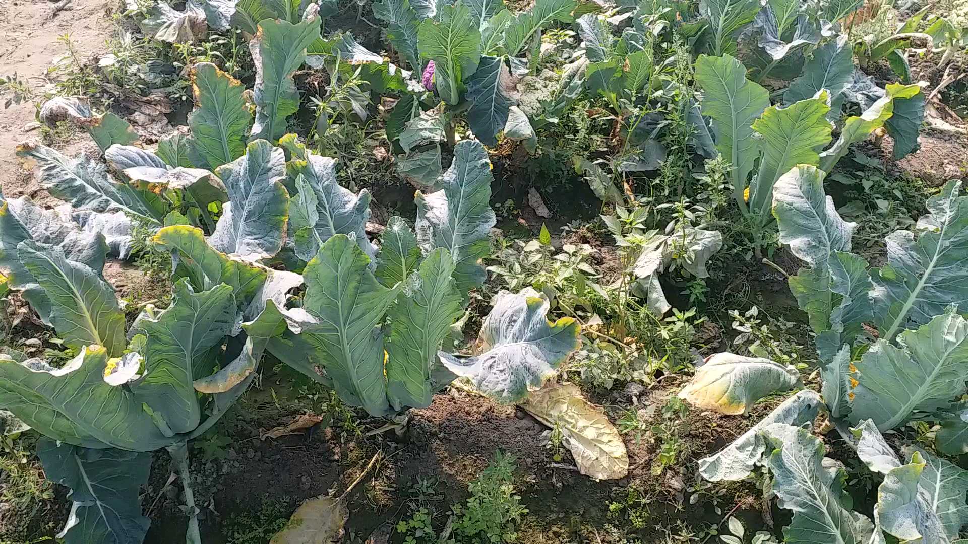 colorful  cauliflower