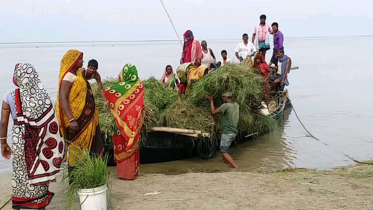 पशुओं के लिए चारे की हो रही समस्या