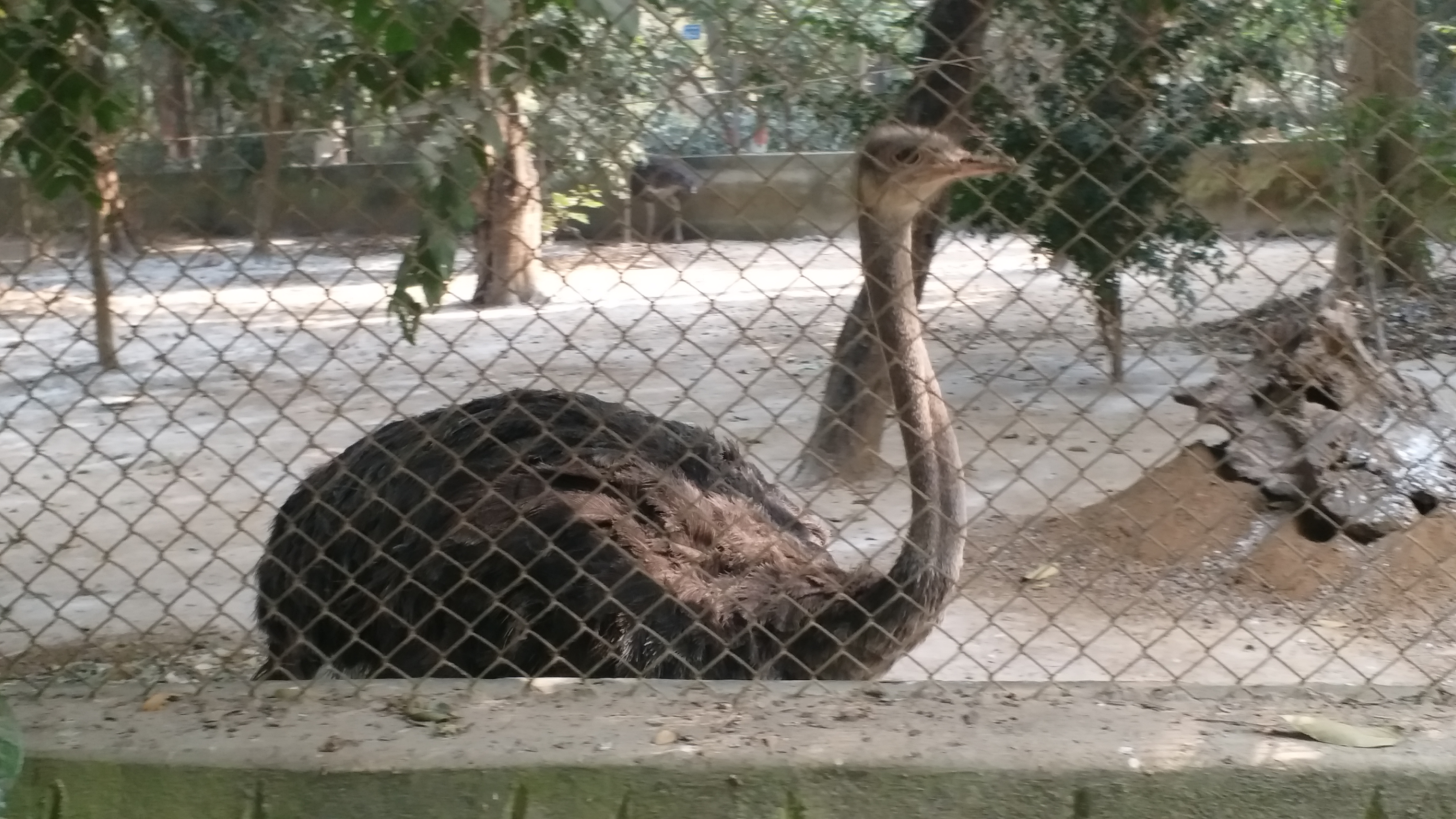 Patna Zoo