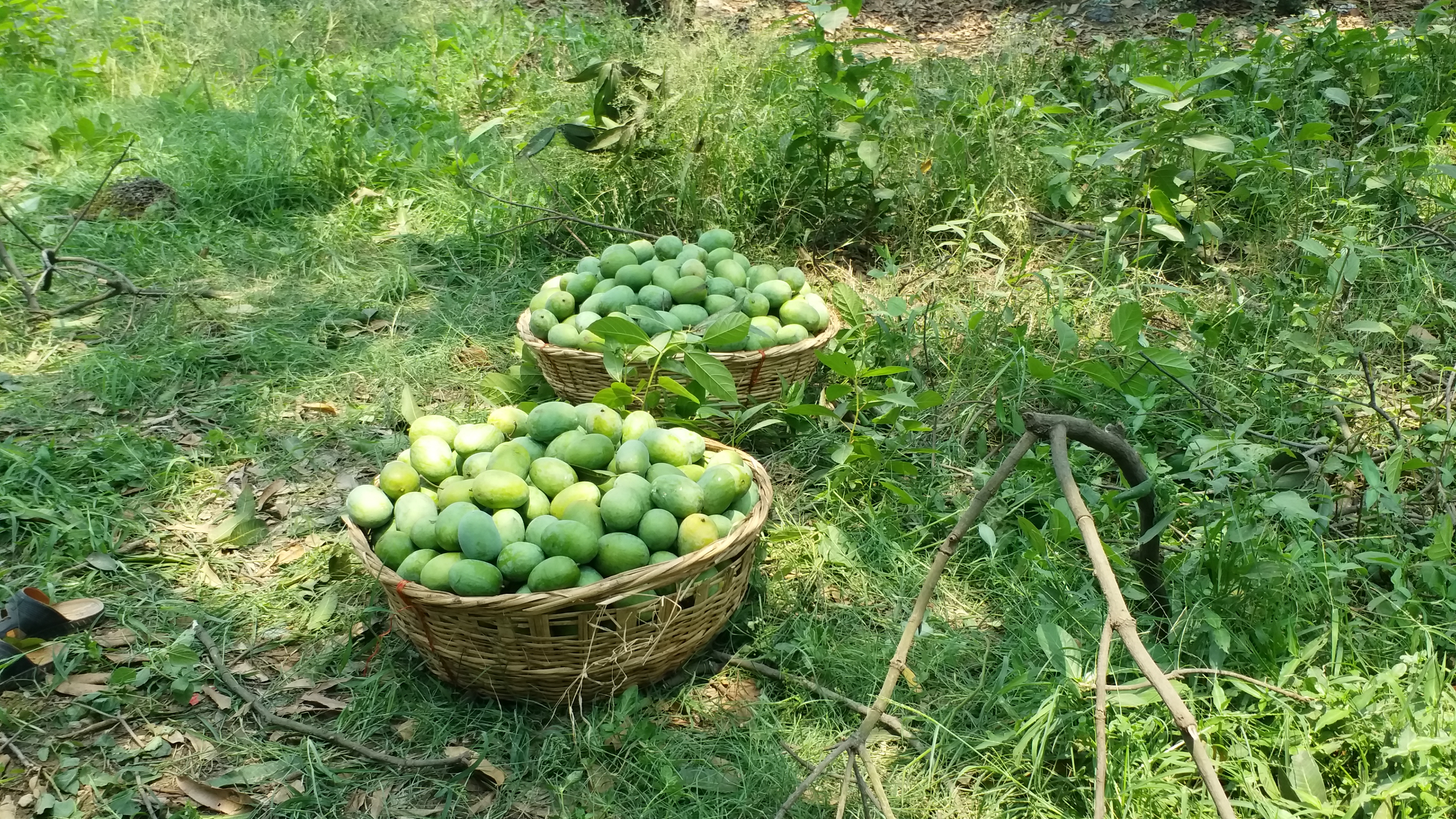 dudhiya-maldah-mango-garden-is-decreasing-in-patna-bihar