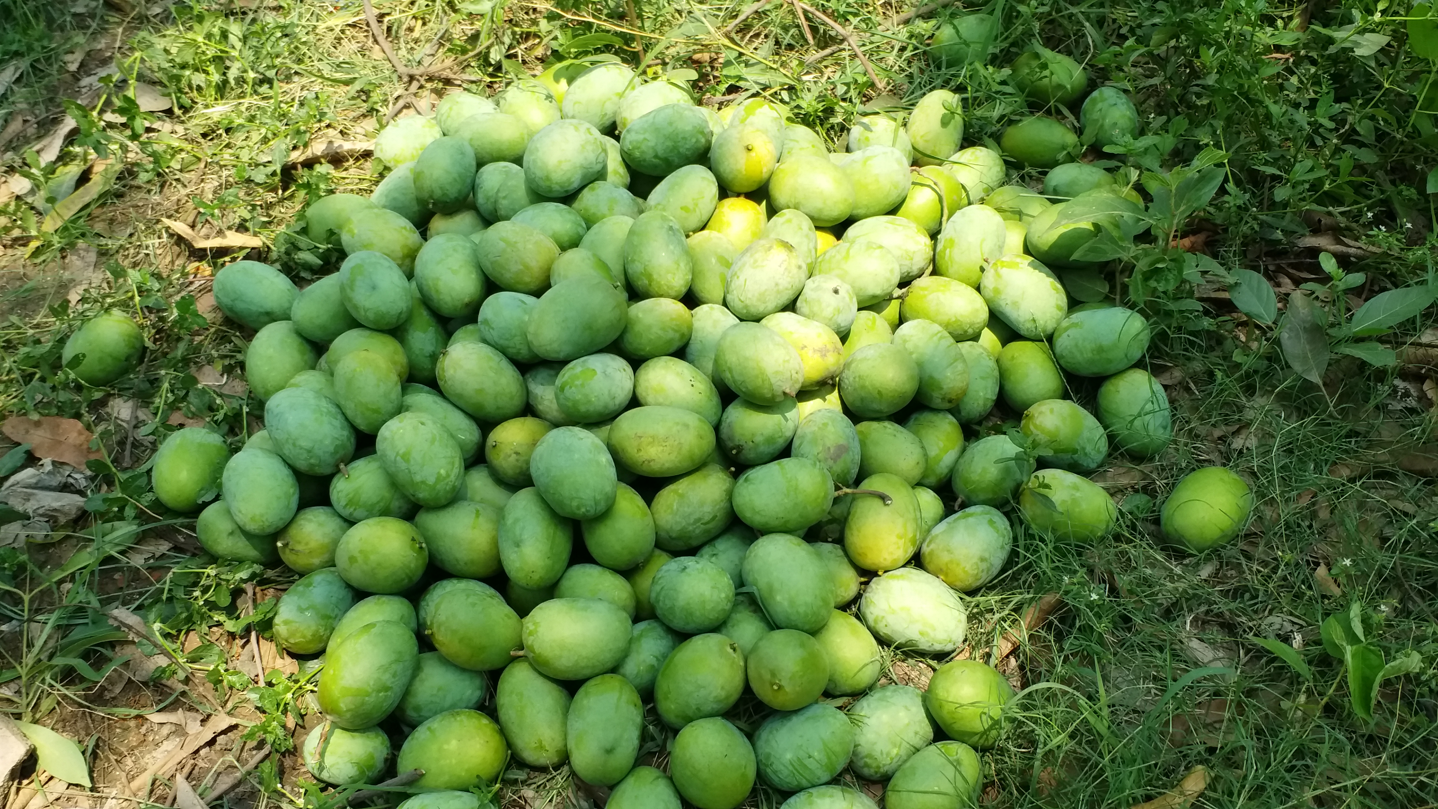 dudhiya-maldah-mango-garden-is-decreasing-in-patna-bihar