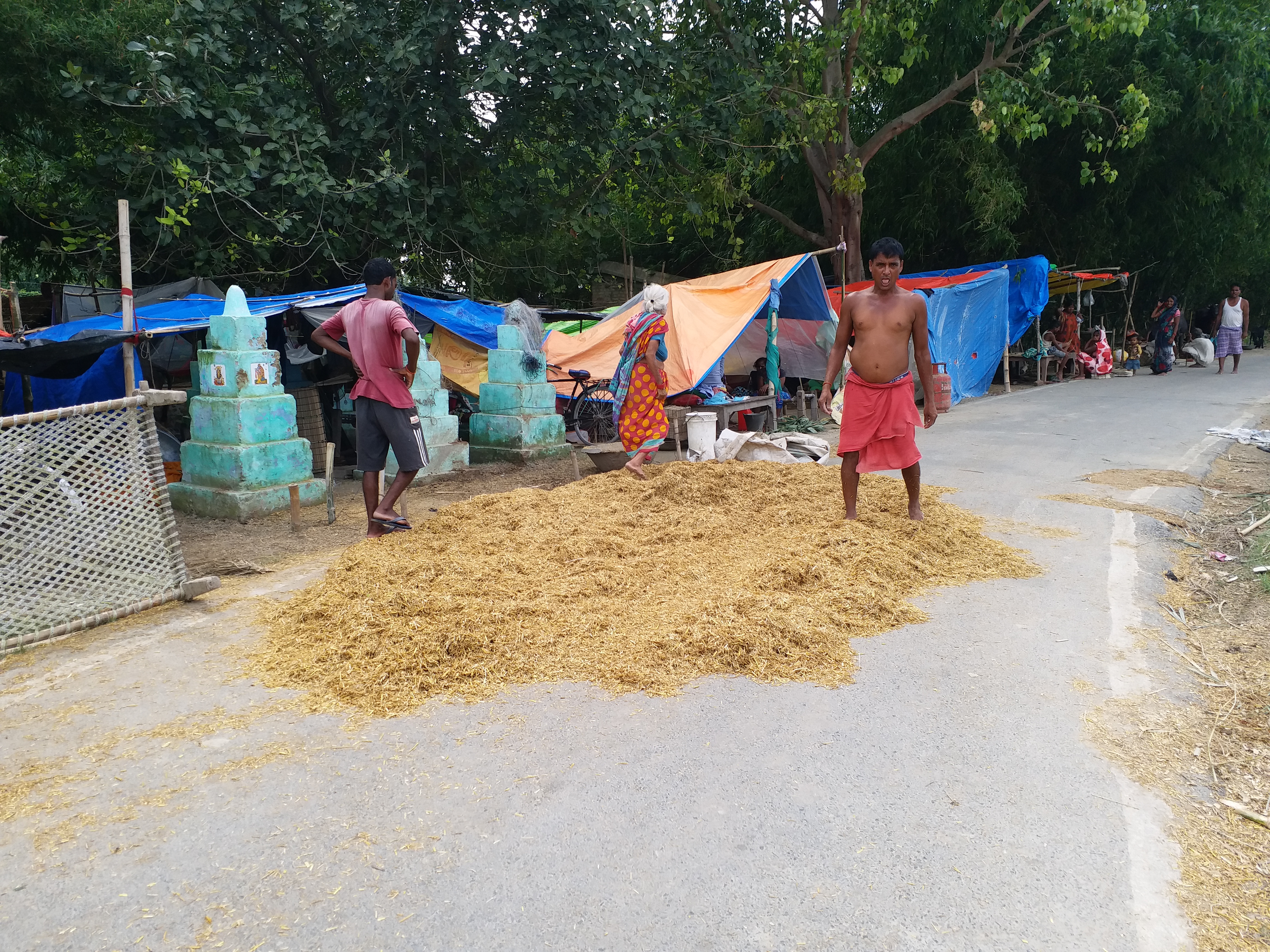 Cattle feed problem due to flood in saran
