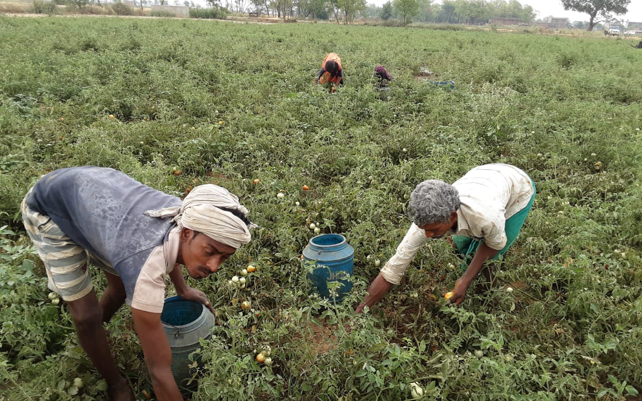 टमाटर तोड़ते किसान