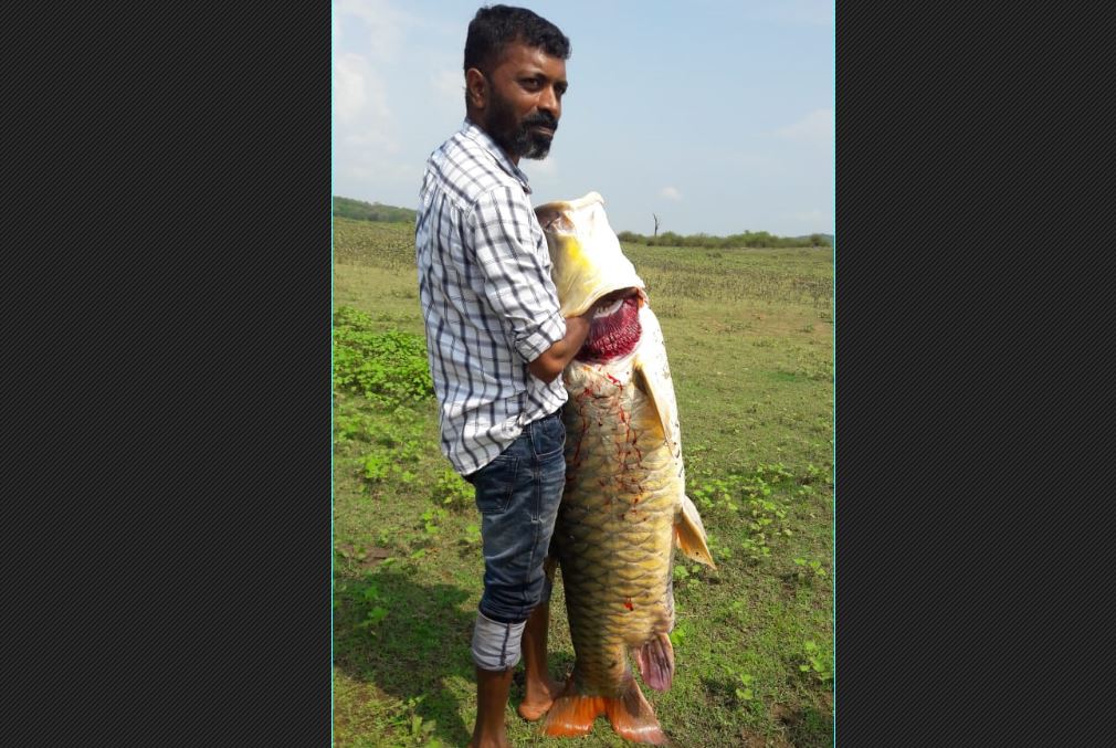 The fish caught in the backwaters of the reservoir is a 38 kg Katla fish