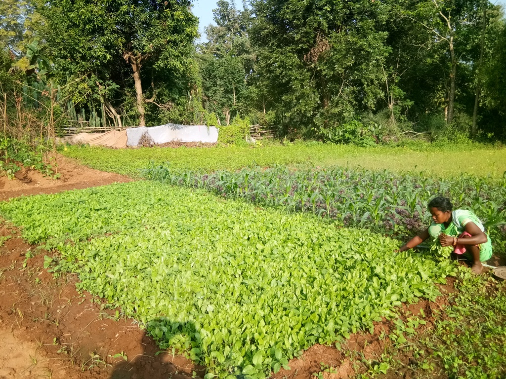 Paddy and maize farming completed in Sukma