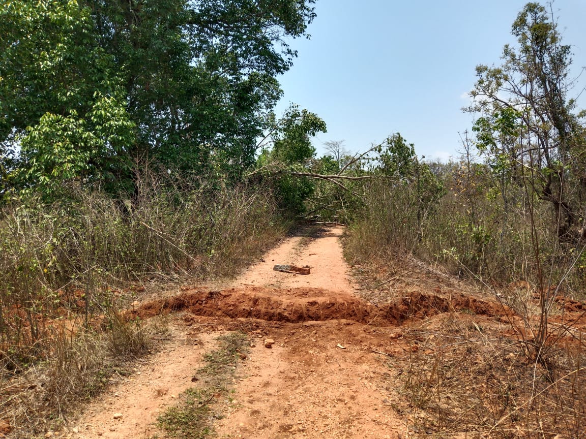 Naxalites cut down trees in Dantewada