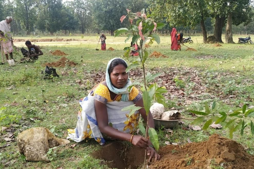 villagers planted Fruit plant