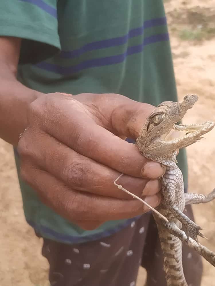 Crocodile babies found in Muchnar Ghat