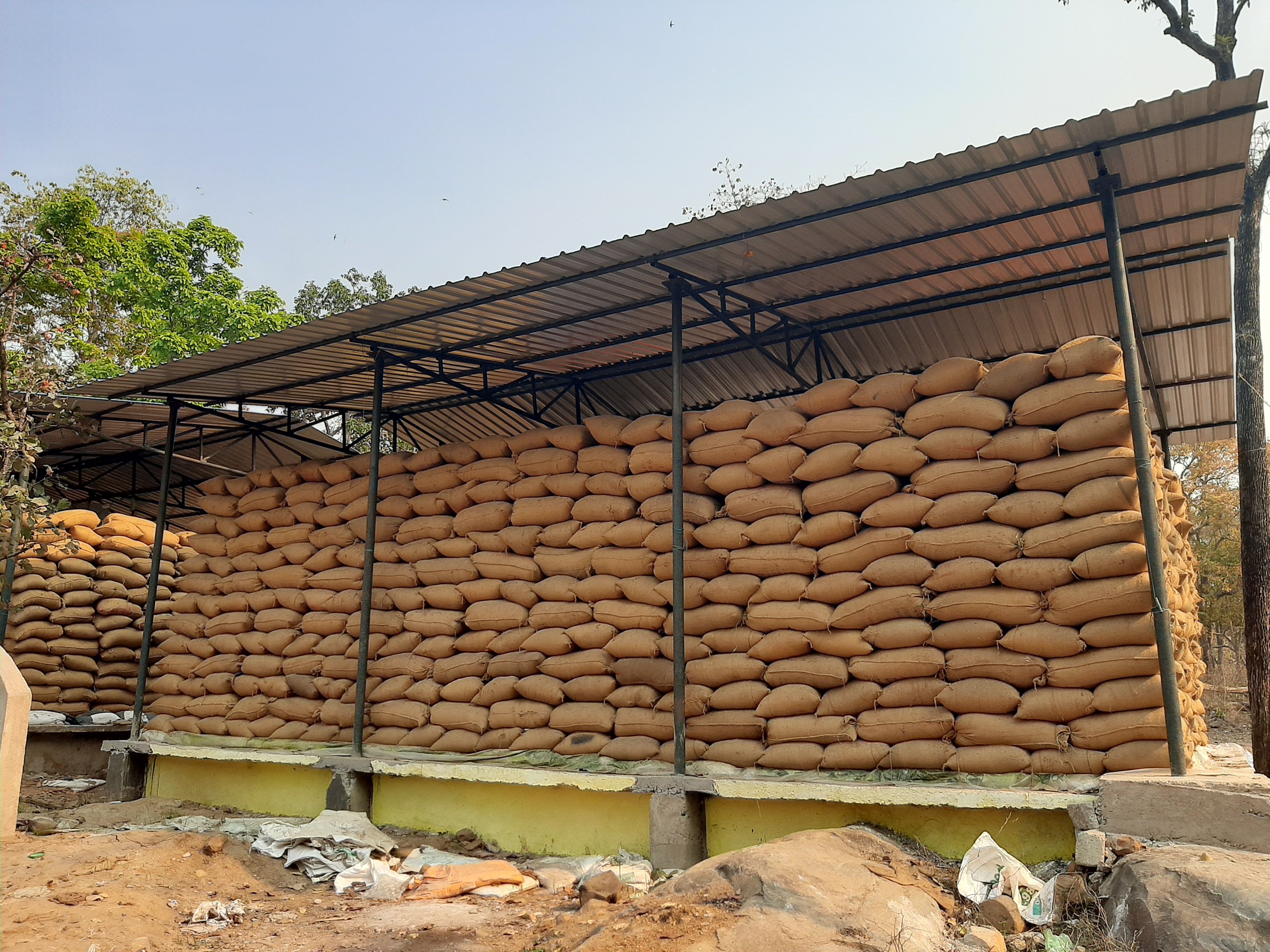 Negligence in paddy transport in procurement centers of Bijapur