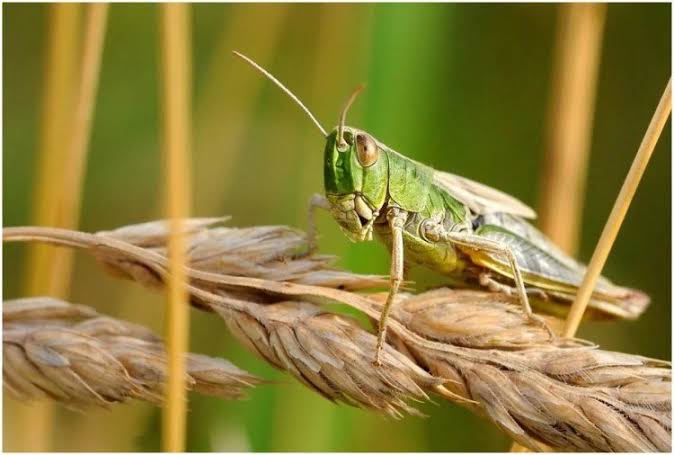 estimates of grasshopper reaches in balodabazar There may be major damage to crops