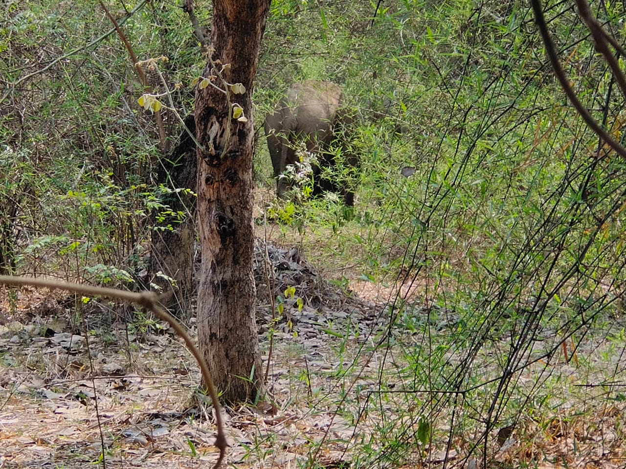 17-elephants-returned-to-the-forests-of-rohansi