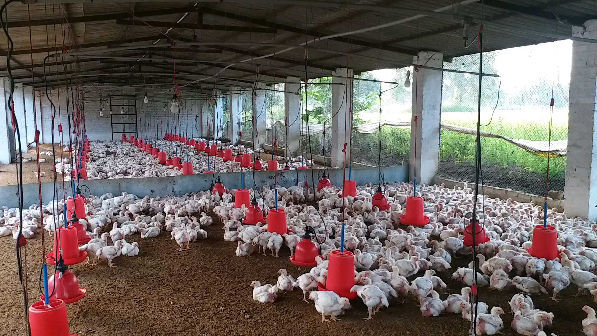 poultry business stalled in lockdown in balod