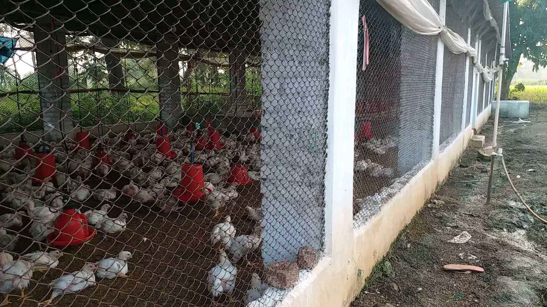poultry business stalled in lockdown in balod