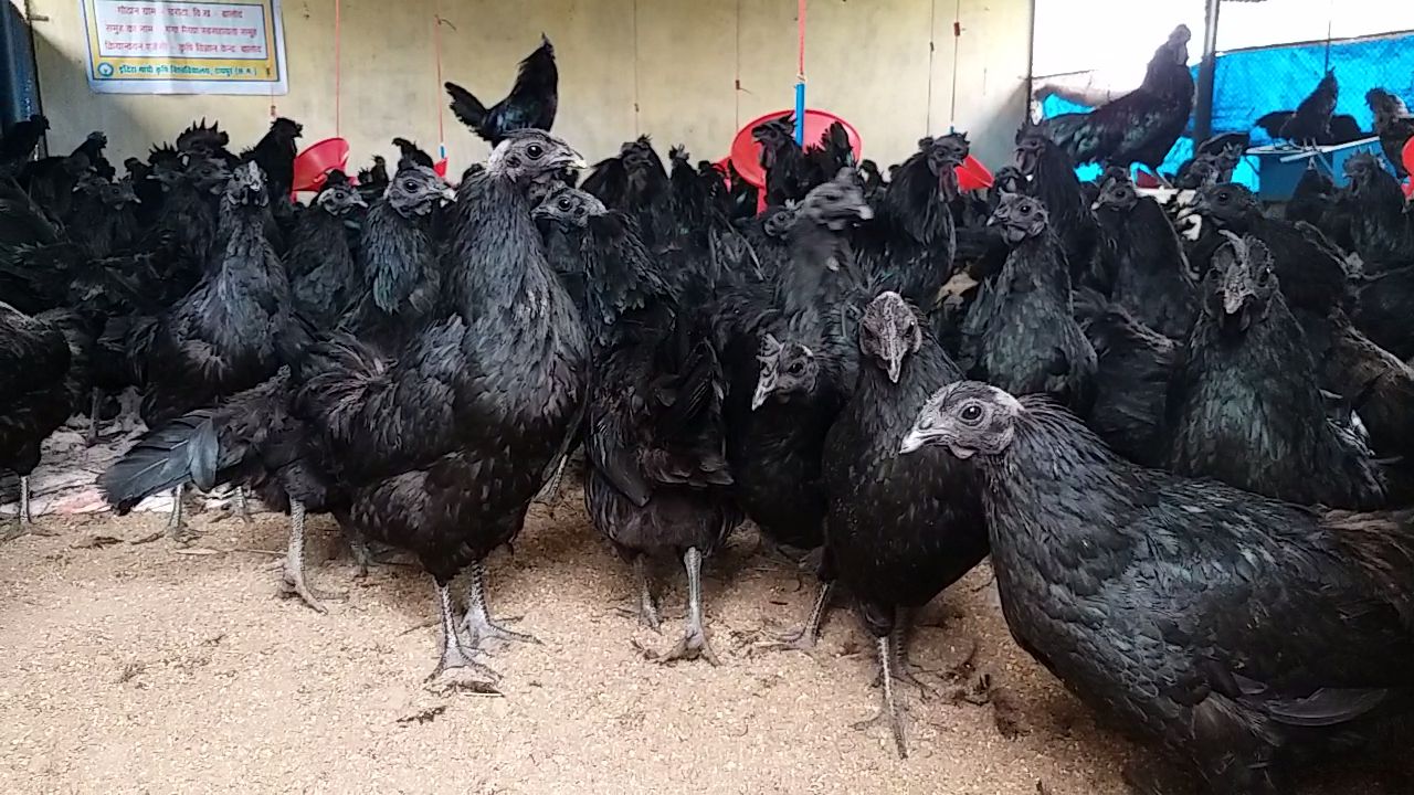 Kadaknath cock