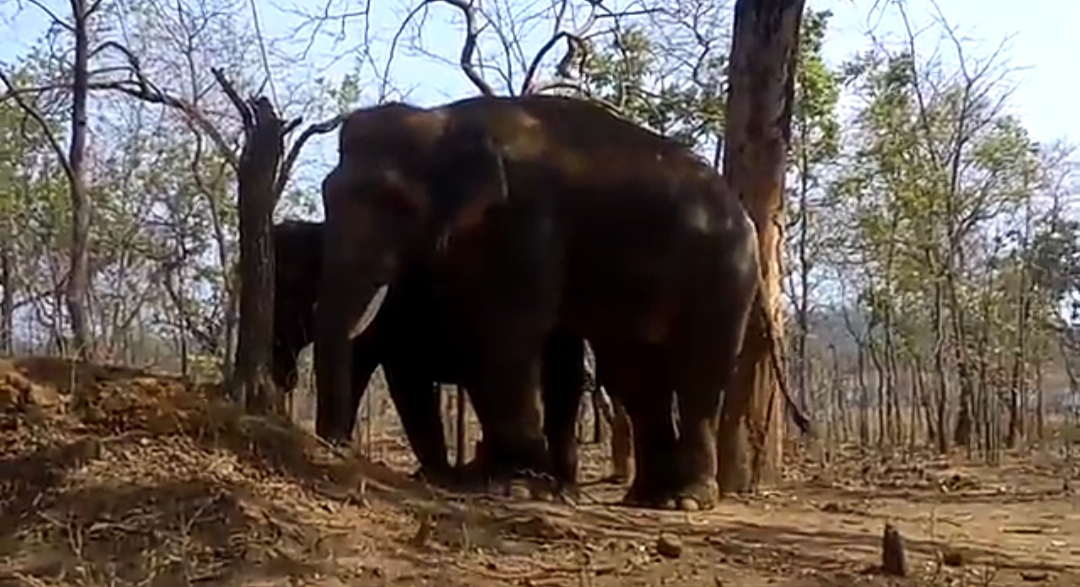 wild elephants are not being controlled by kumki elephants in balrampur