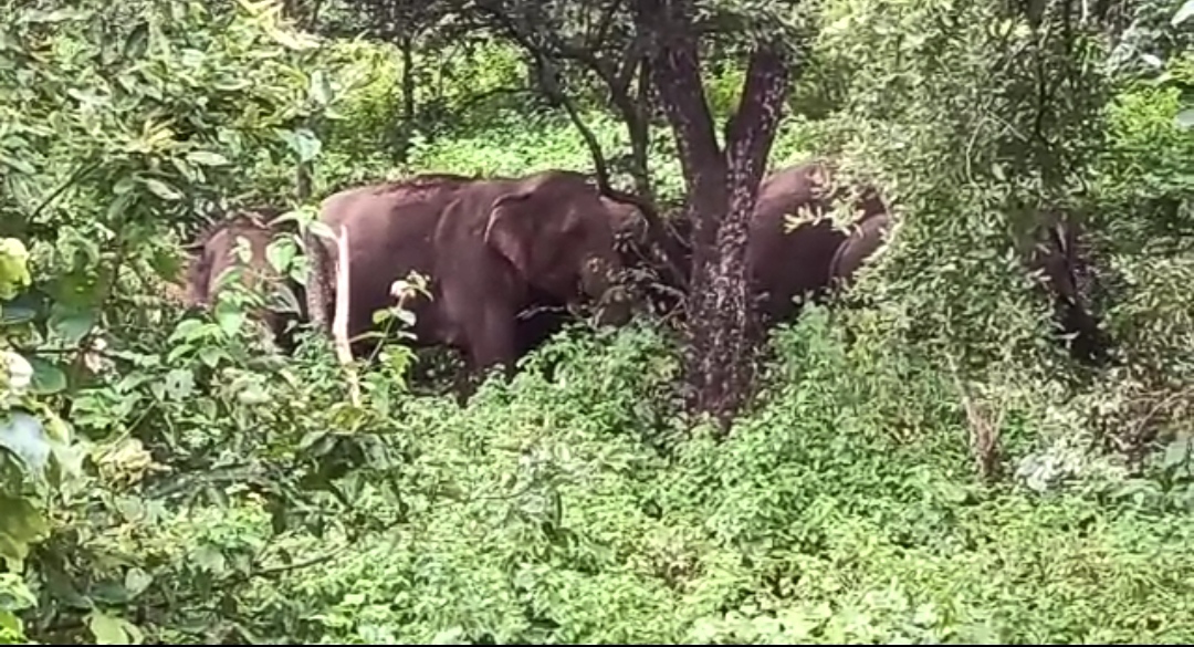 wild elephants are not being controlled by kumki elephants in balrampur