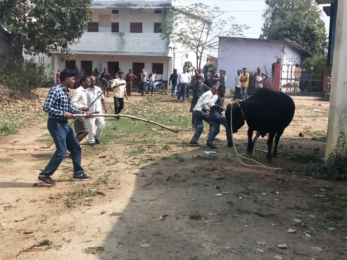 Shepherd killed by a bull attack in bilaspur